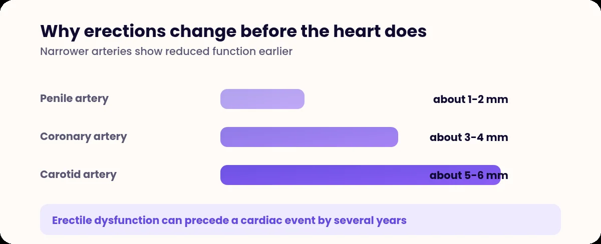 Bar chart comparing the diameters of penile, coronary and carotid arteries